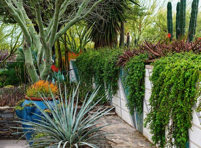 Desert Botanical Garden